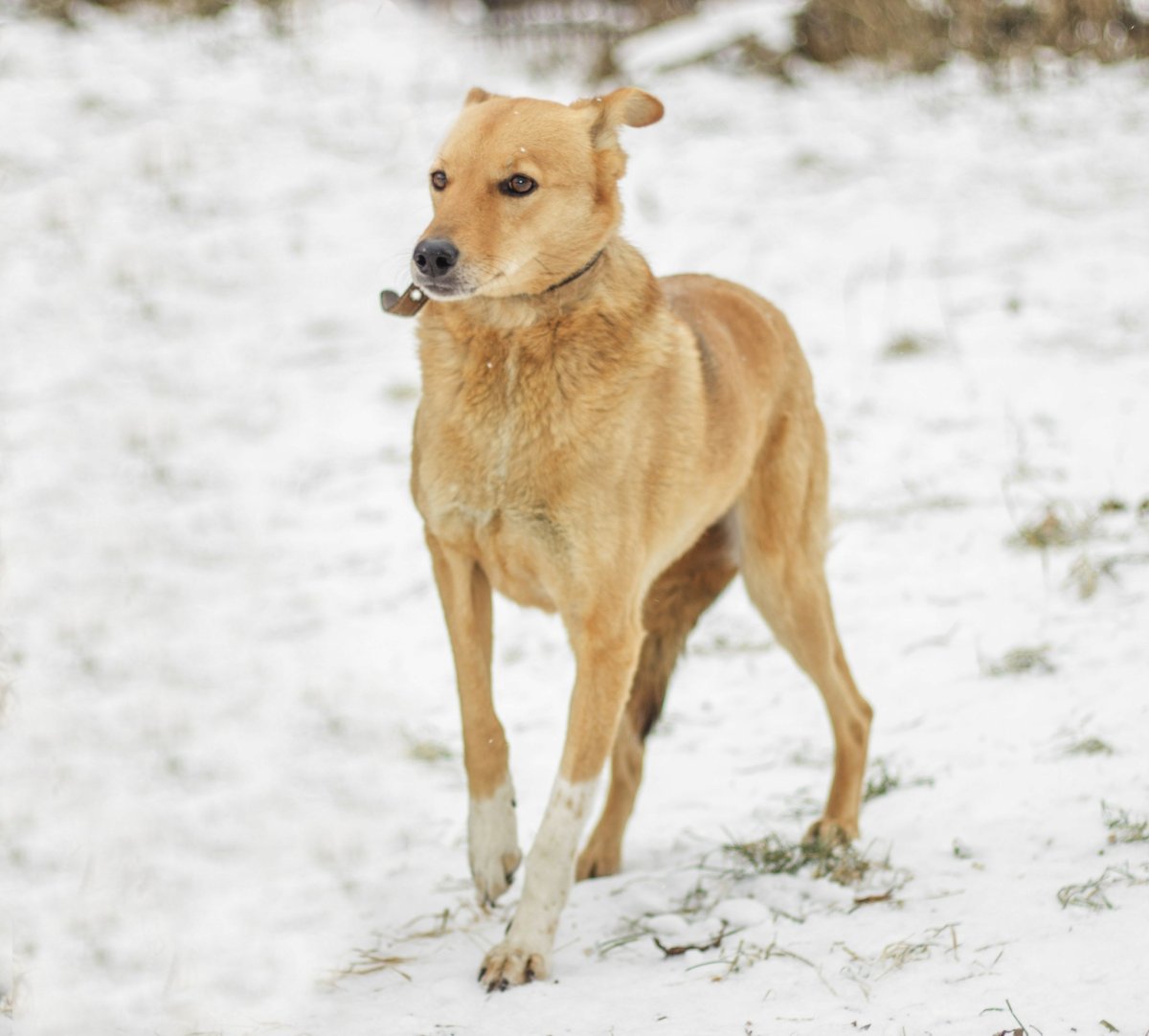 Собака дворняжка кремовая