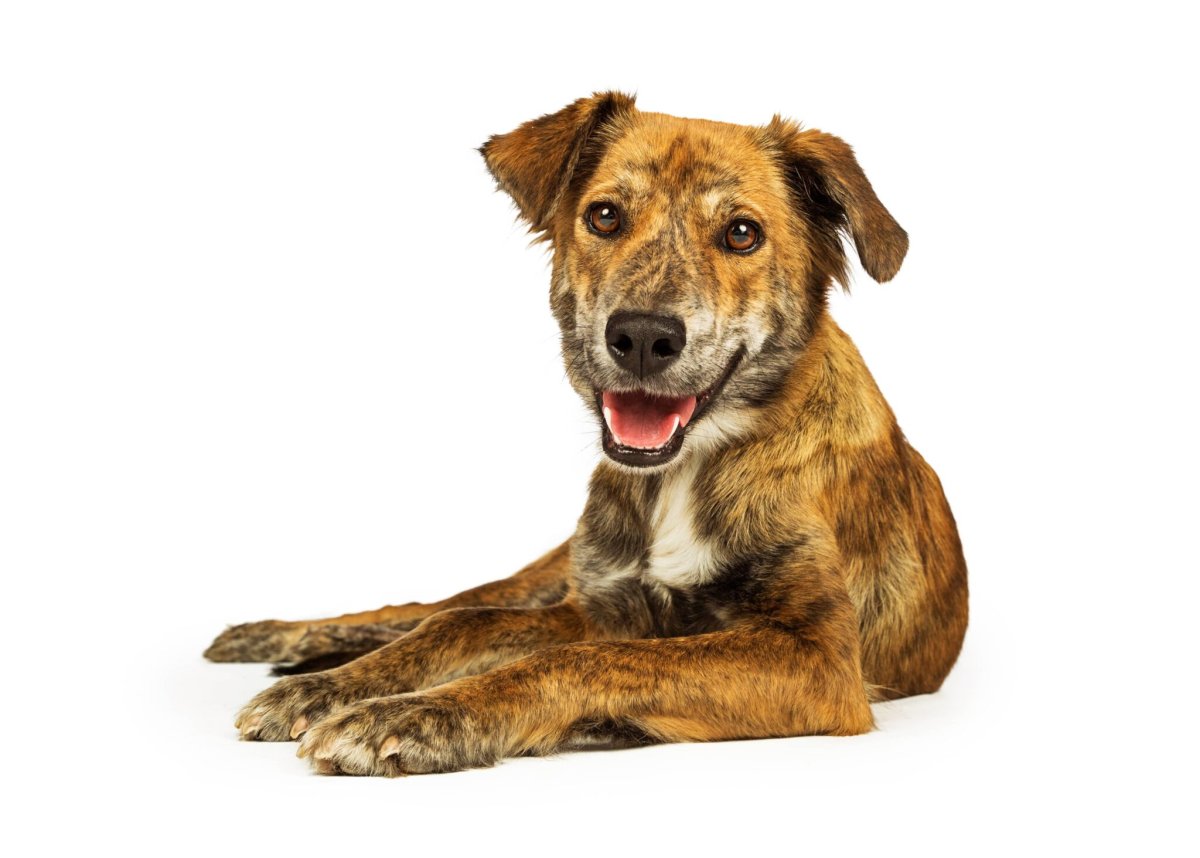 Собака дворняжка