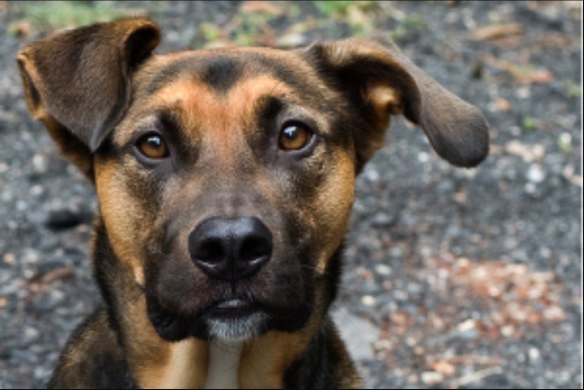 Собака дворняга морда