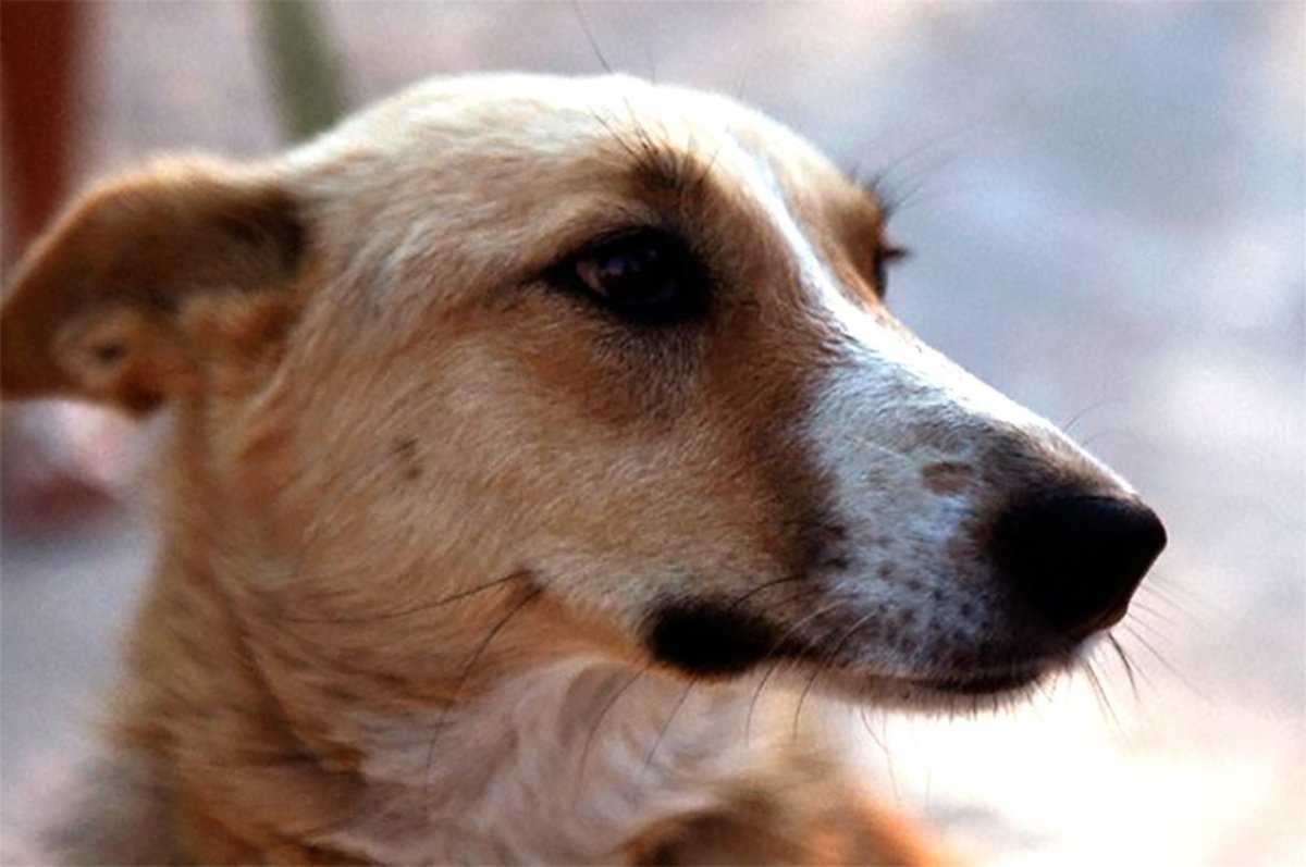 Собачка дворняга