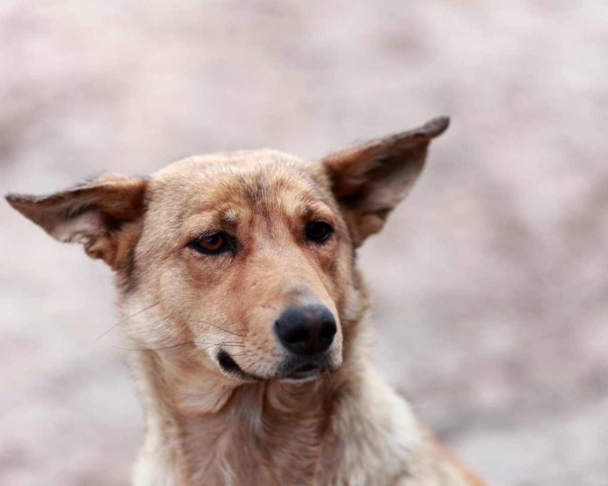 Ушастая рыжая дворняга