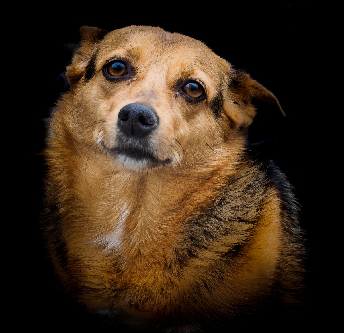 Собачка дворняжка