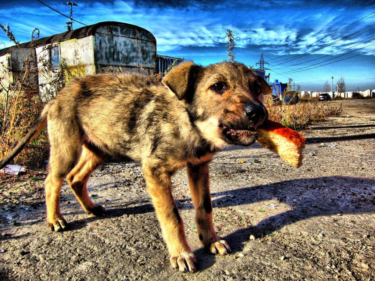 Голодная собака бездомная