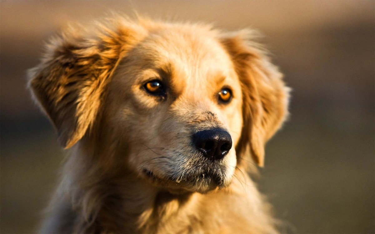 Красивые собаки