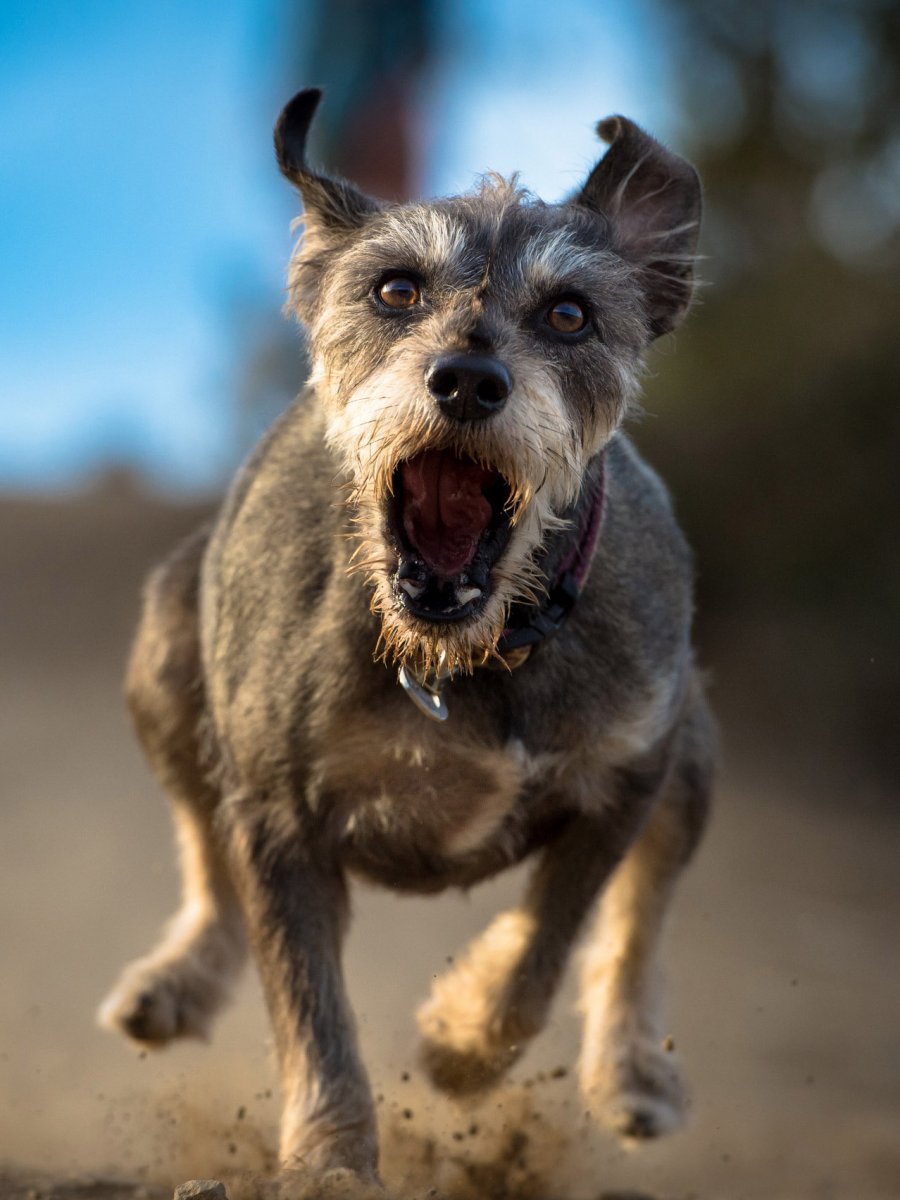 Злая собака