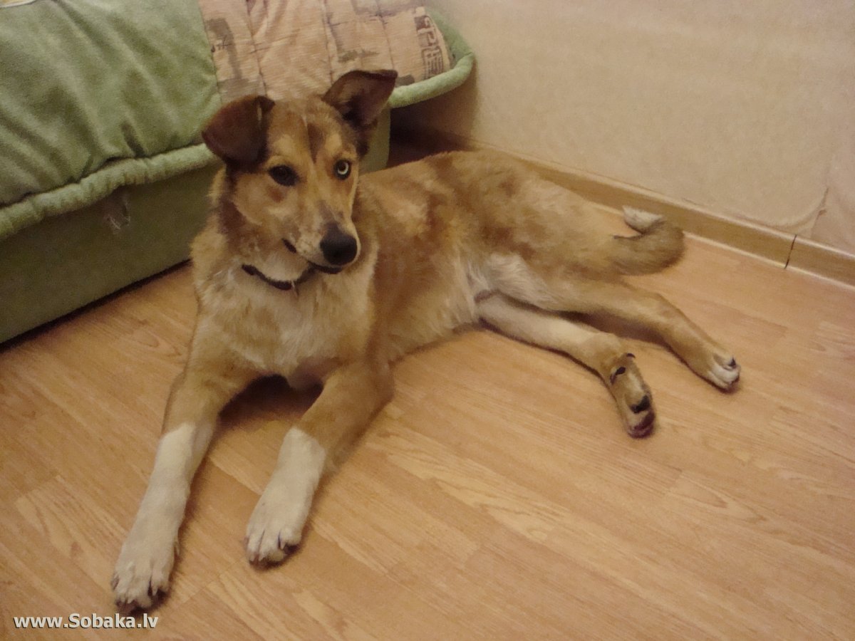 Дворняжка коричневая