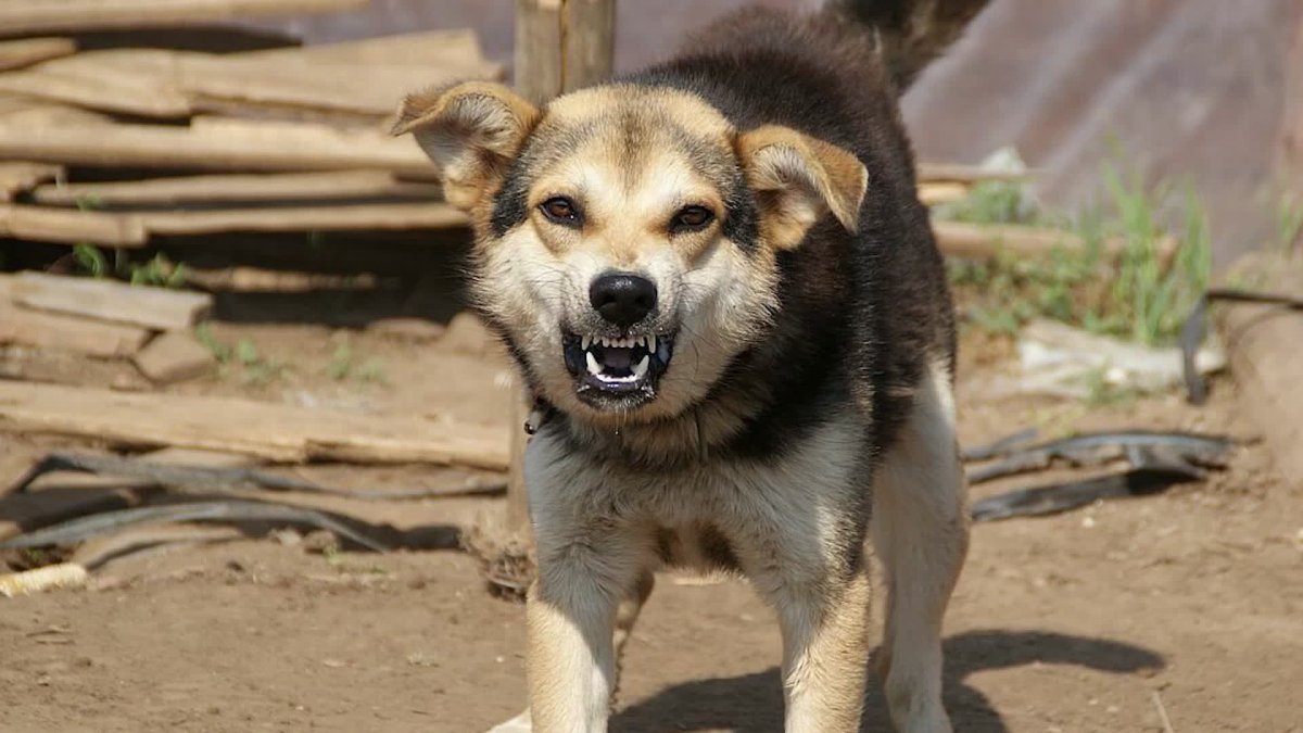 Злая собака дворняжка