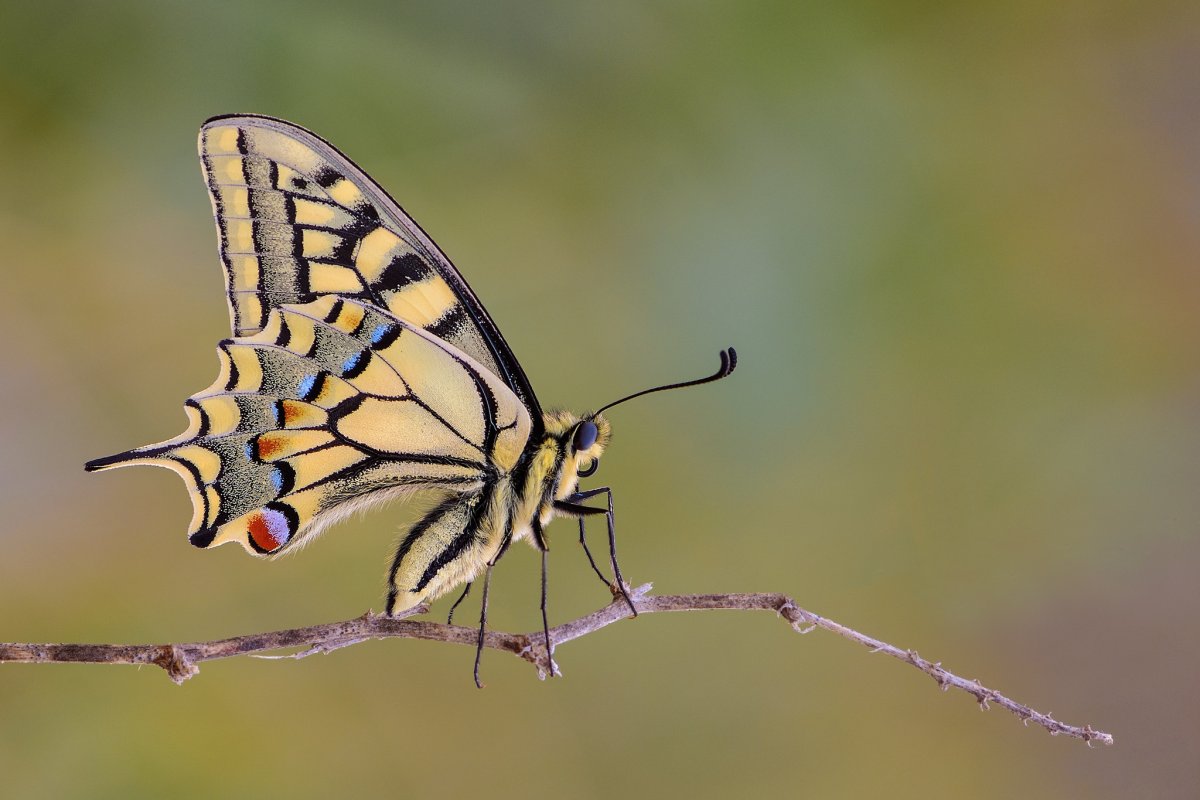Махаон бражник бабочка