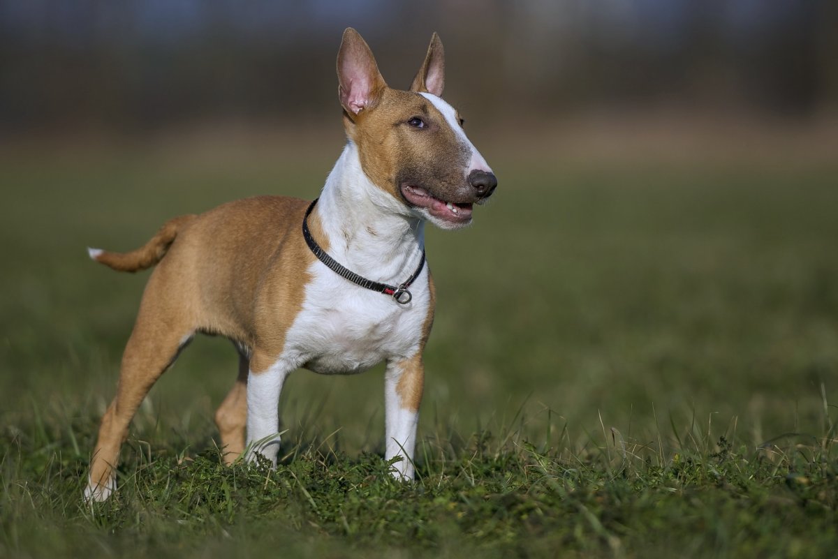 Сандварский терьер