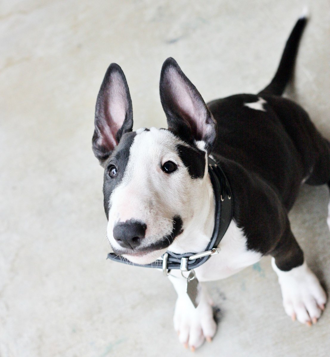 Мини бультерьер