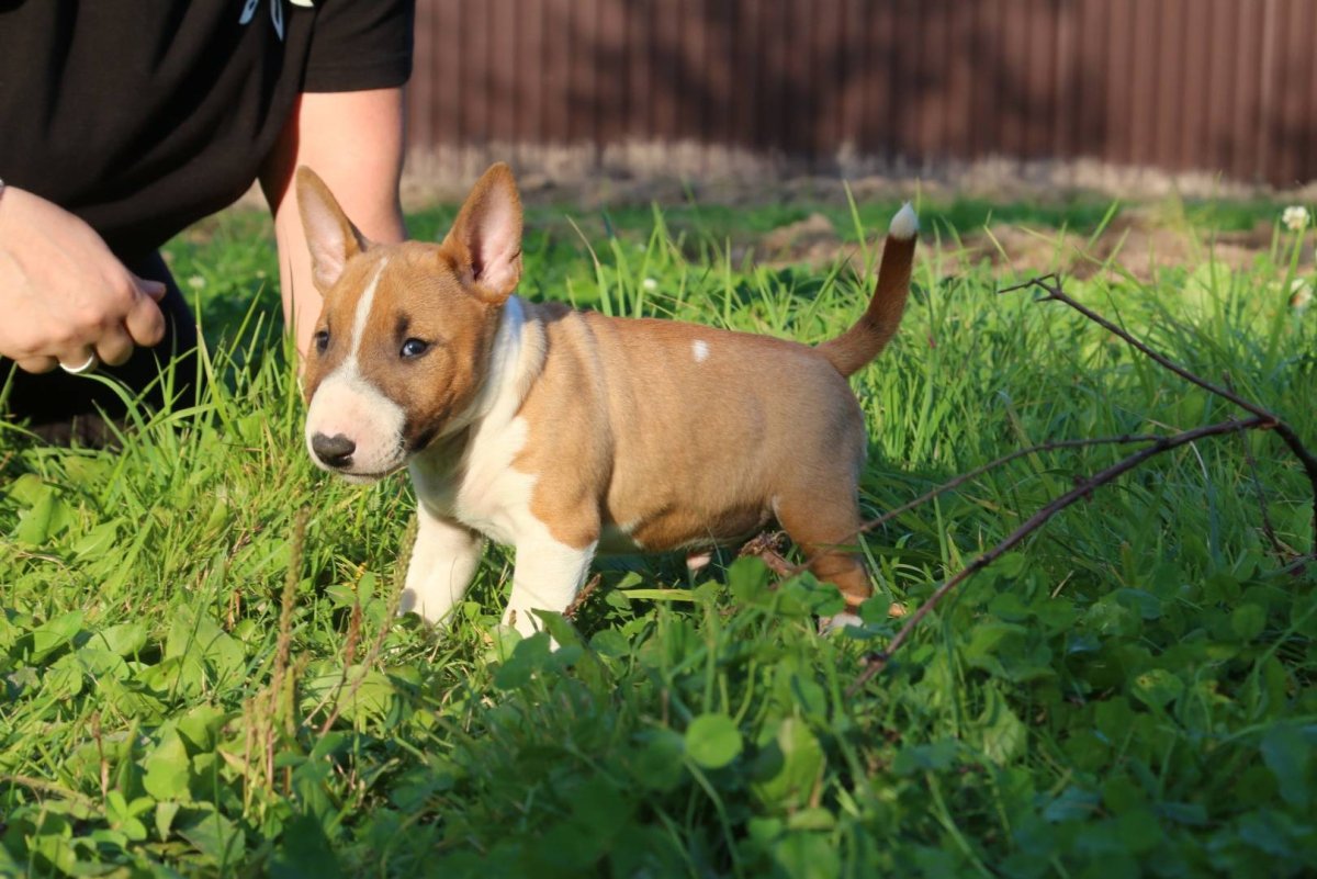 Порода минибуль