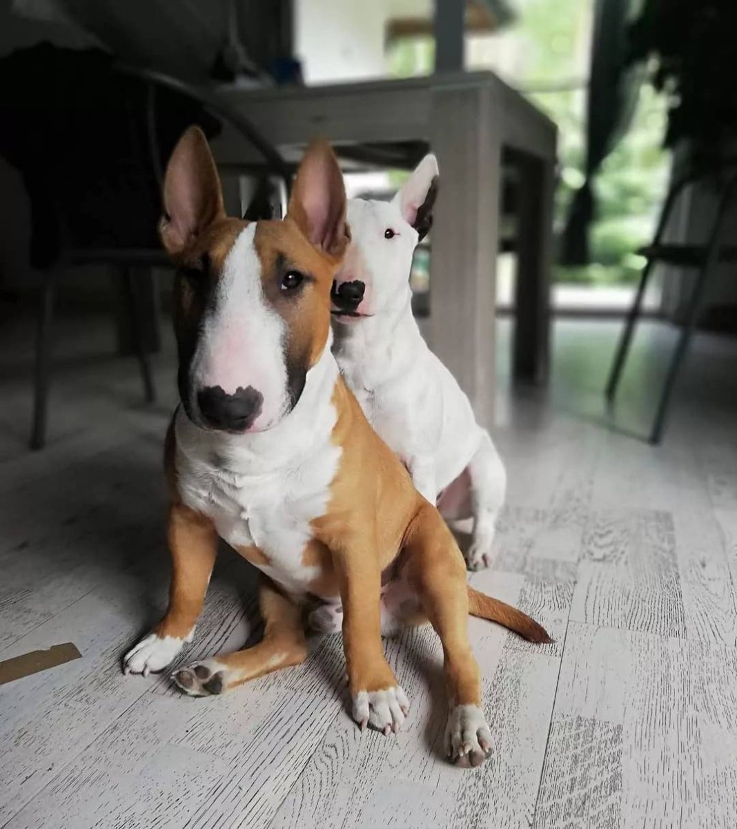 Миниатюрный бультерьер Джордан