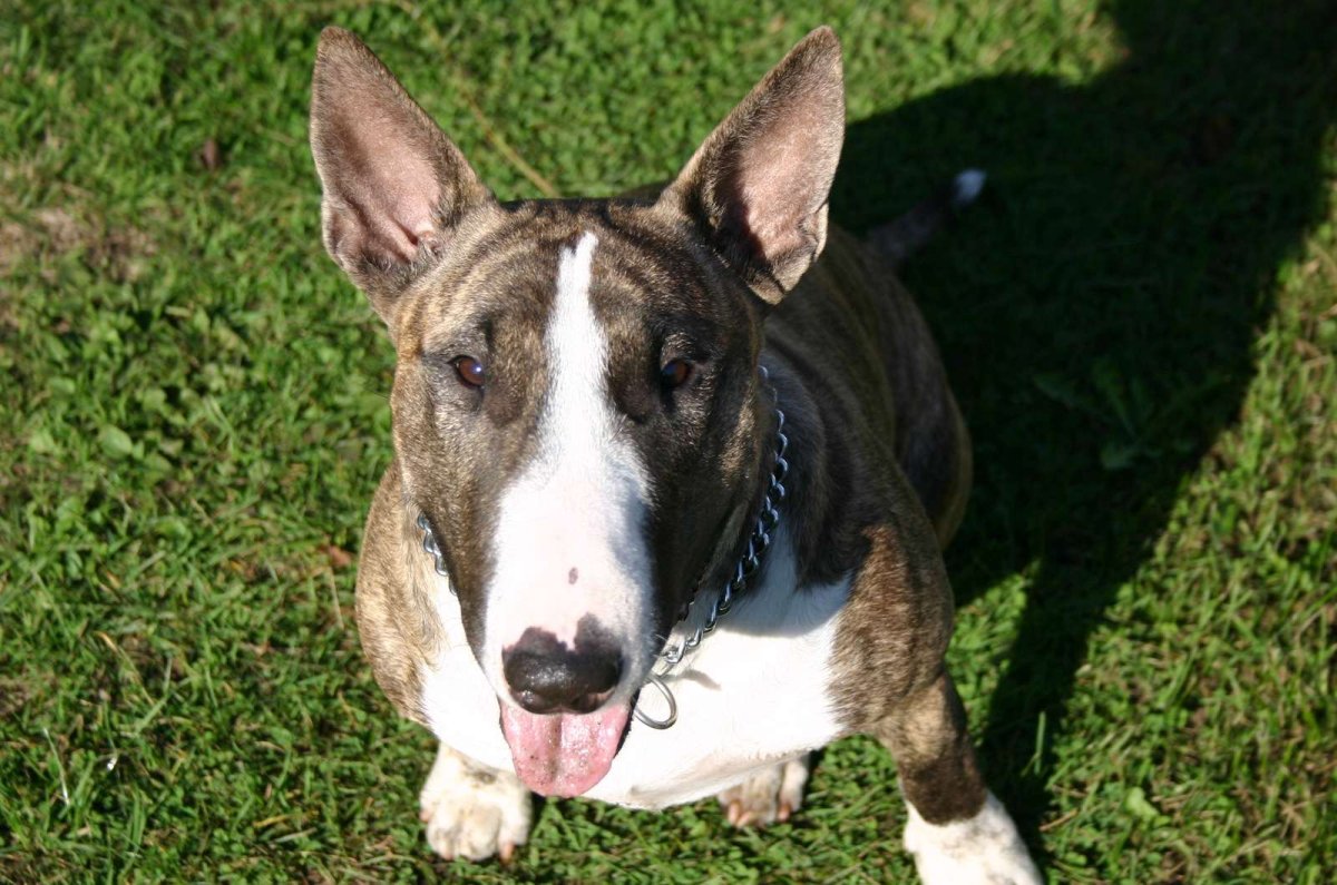 Миниатюрный бультерьер бойцовская