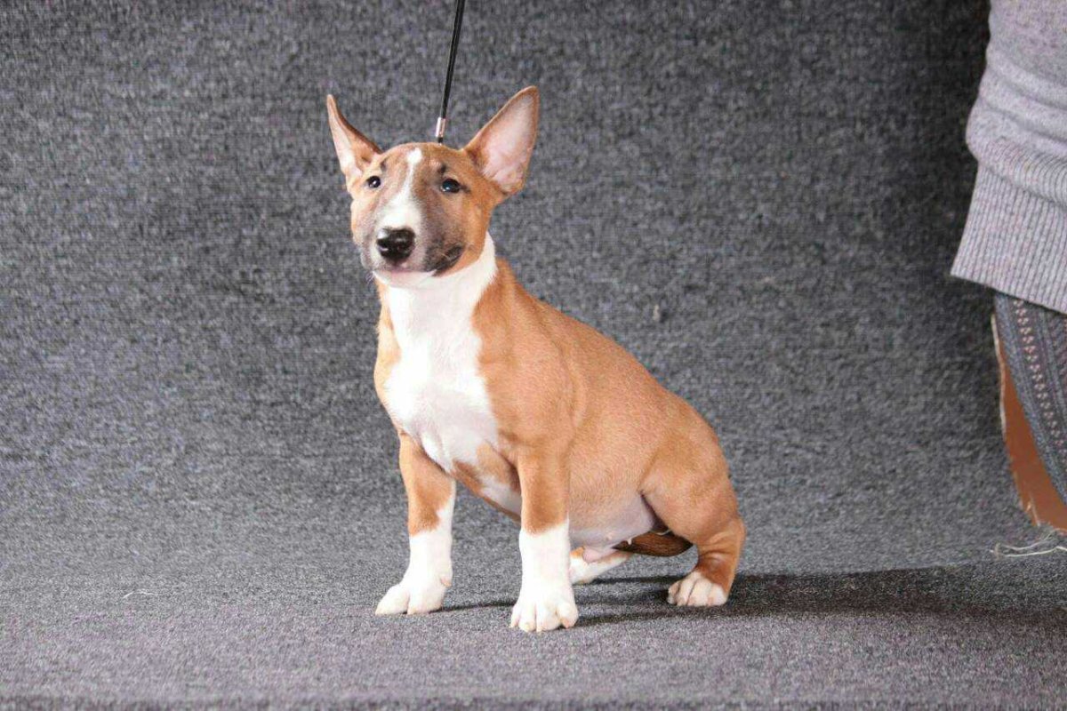 Мини бультерьер бежевый