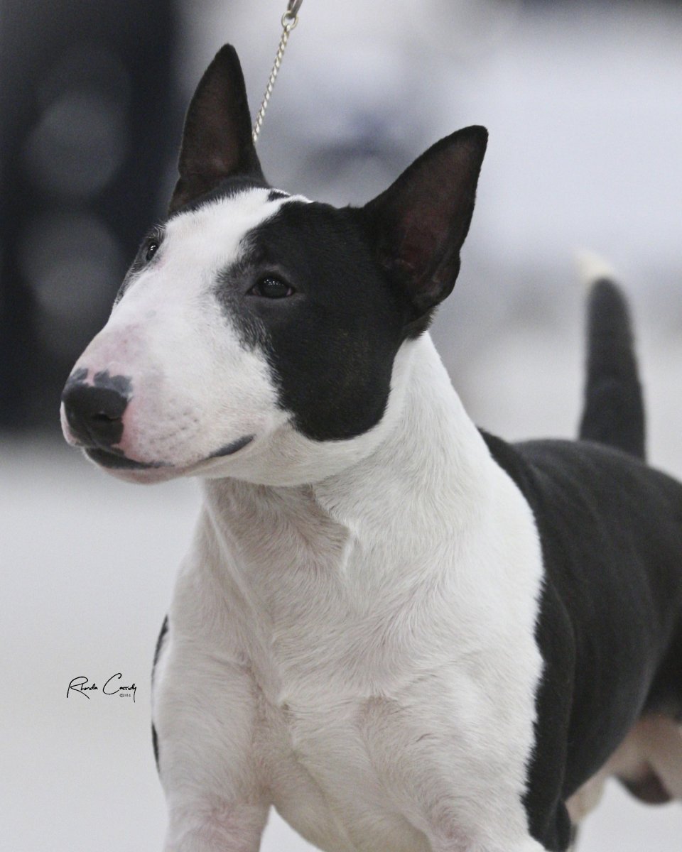 Мини бультерьер трехцветный