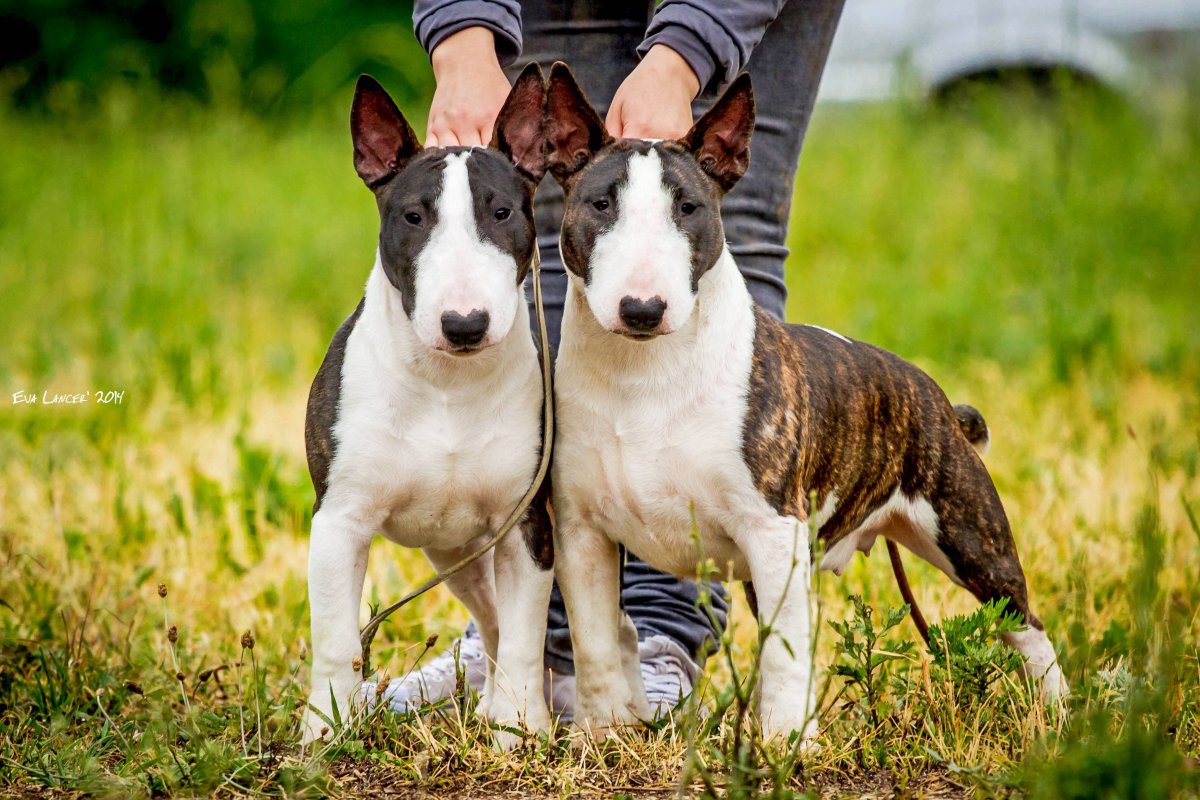 Минибуль и бультерьер