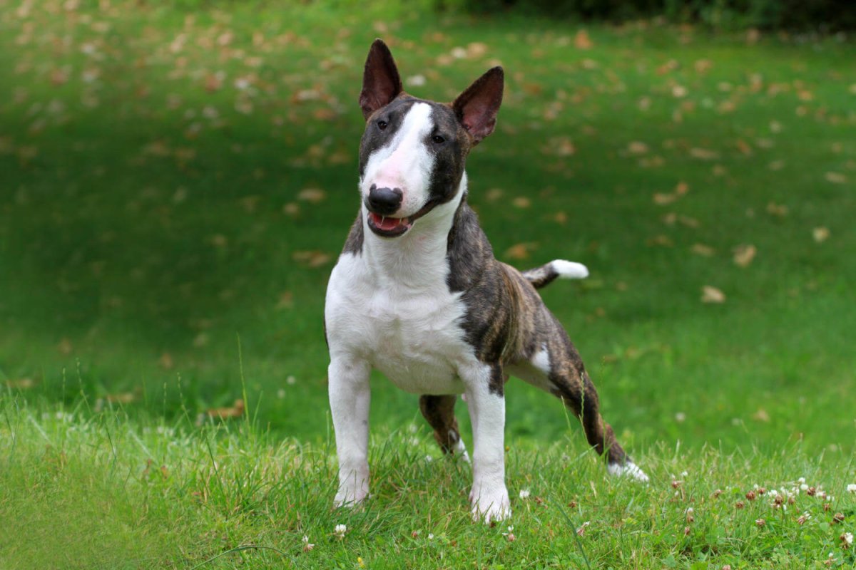 Мини бультерьер трехцветный