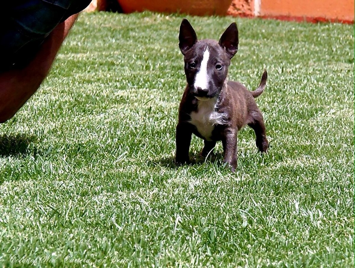 Бультерьер карликовый и обычный