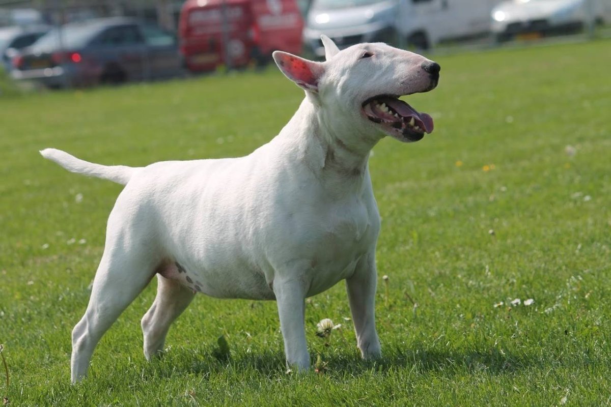 Бультерьер золотистый