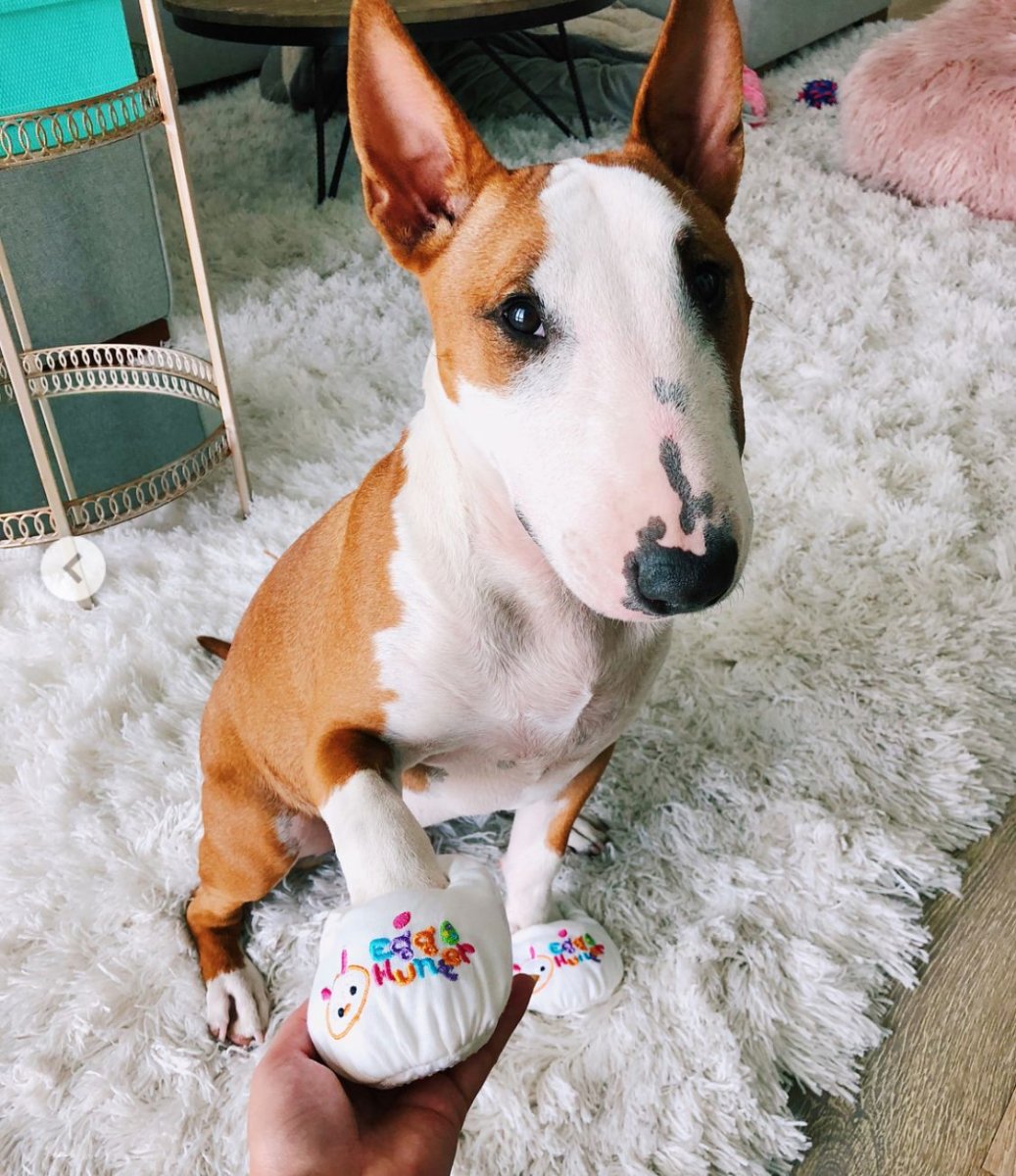 Мини бультерьер с хозяином