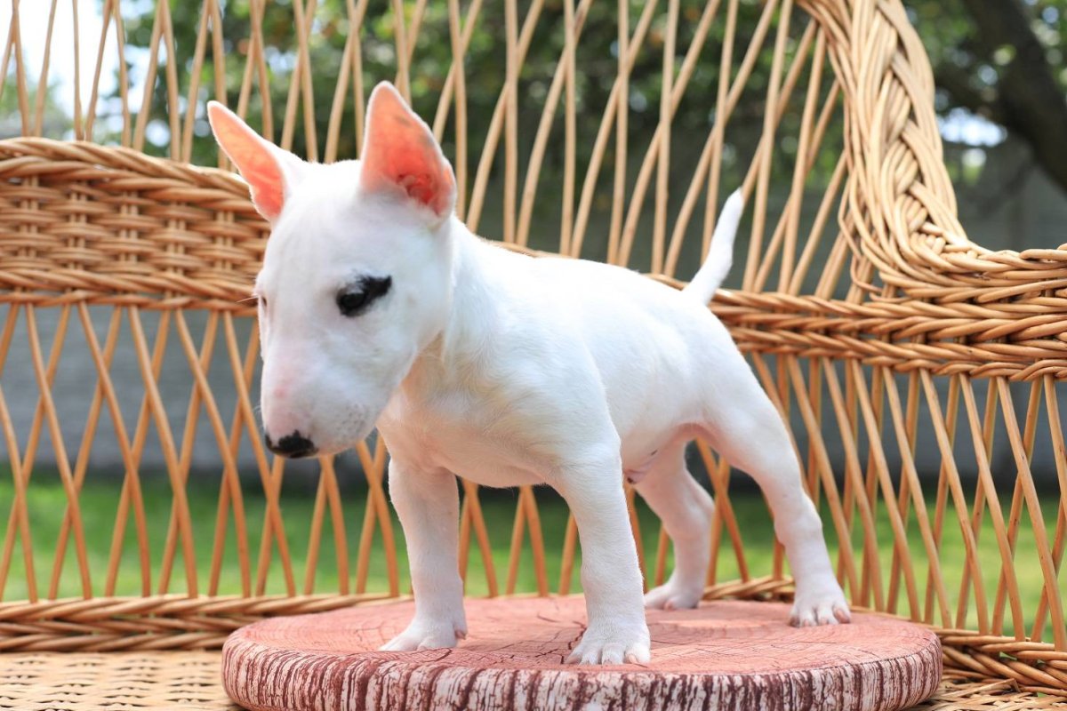 Миниатюрный бультерьер крынж