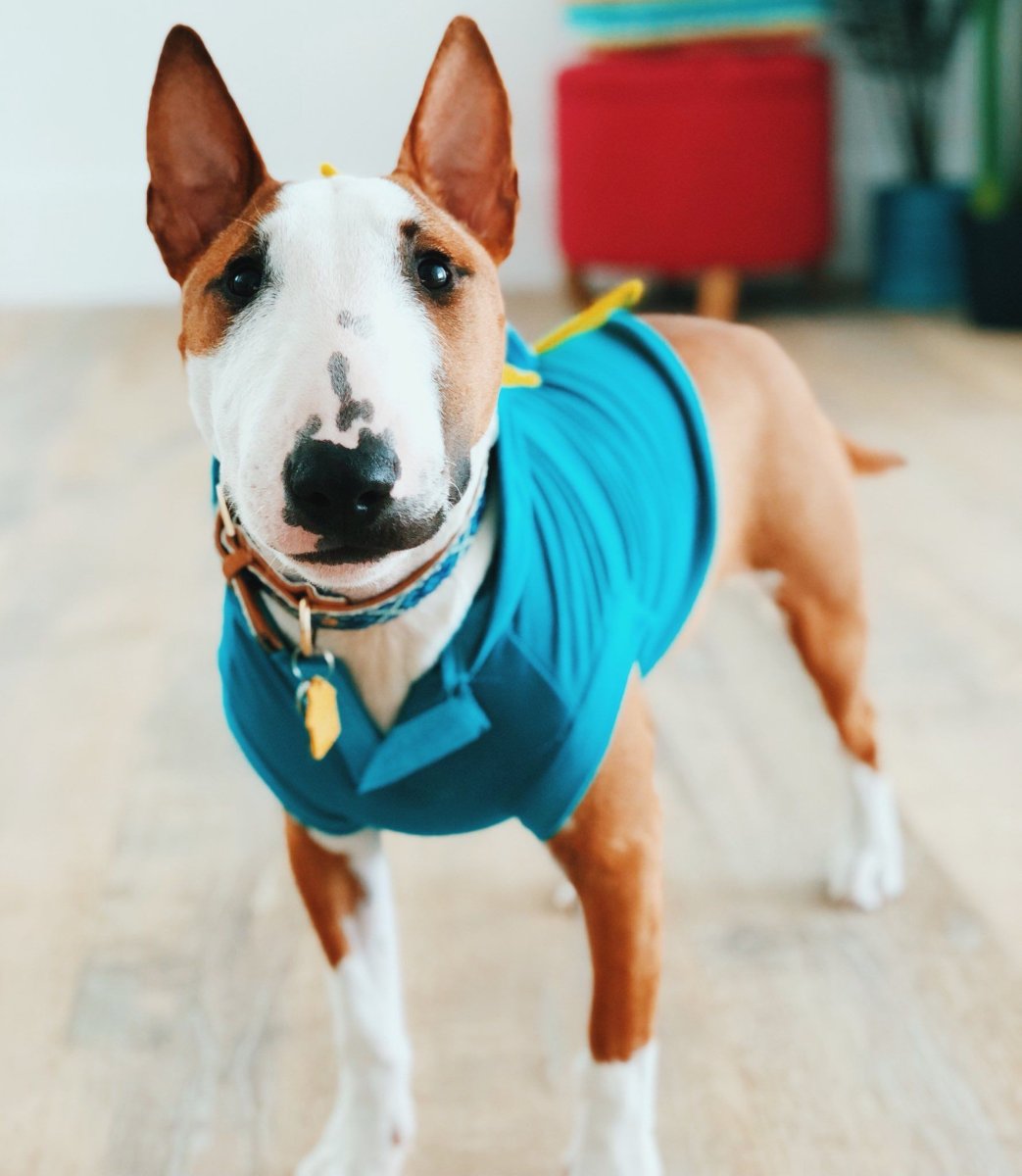 Минибуль в Сомбреро