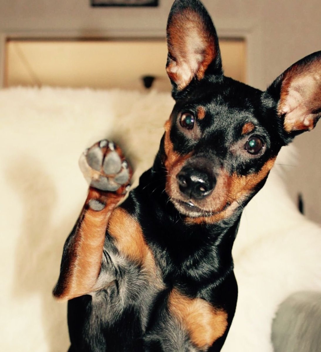 Карликовый пинчер