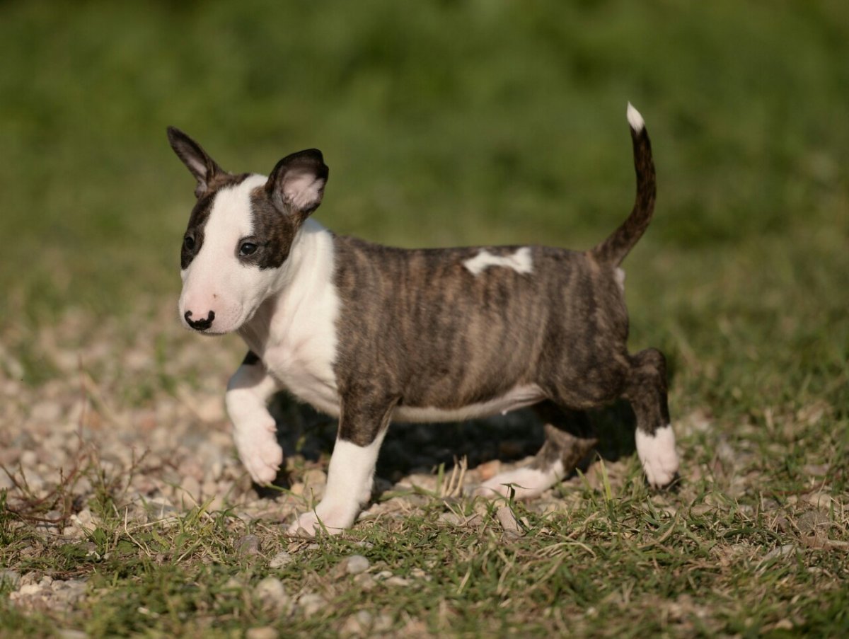 Бультерьер малыш