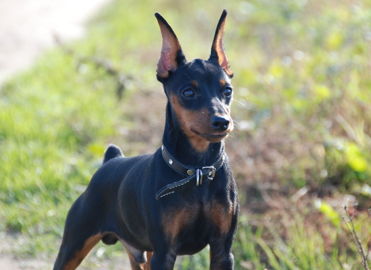 Мини Доберман-пинчер