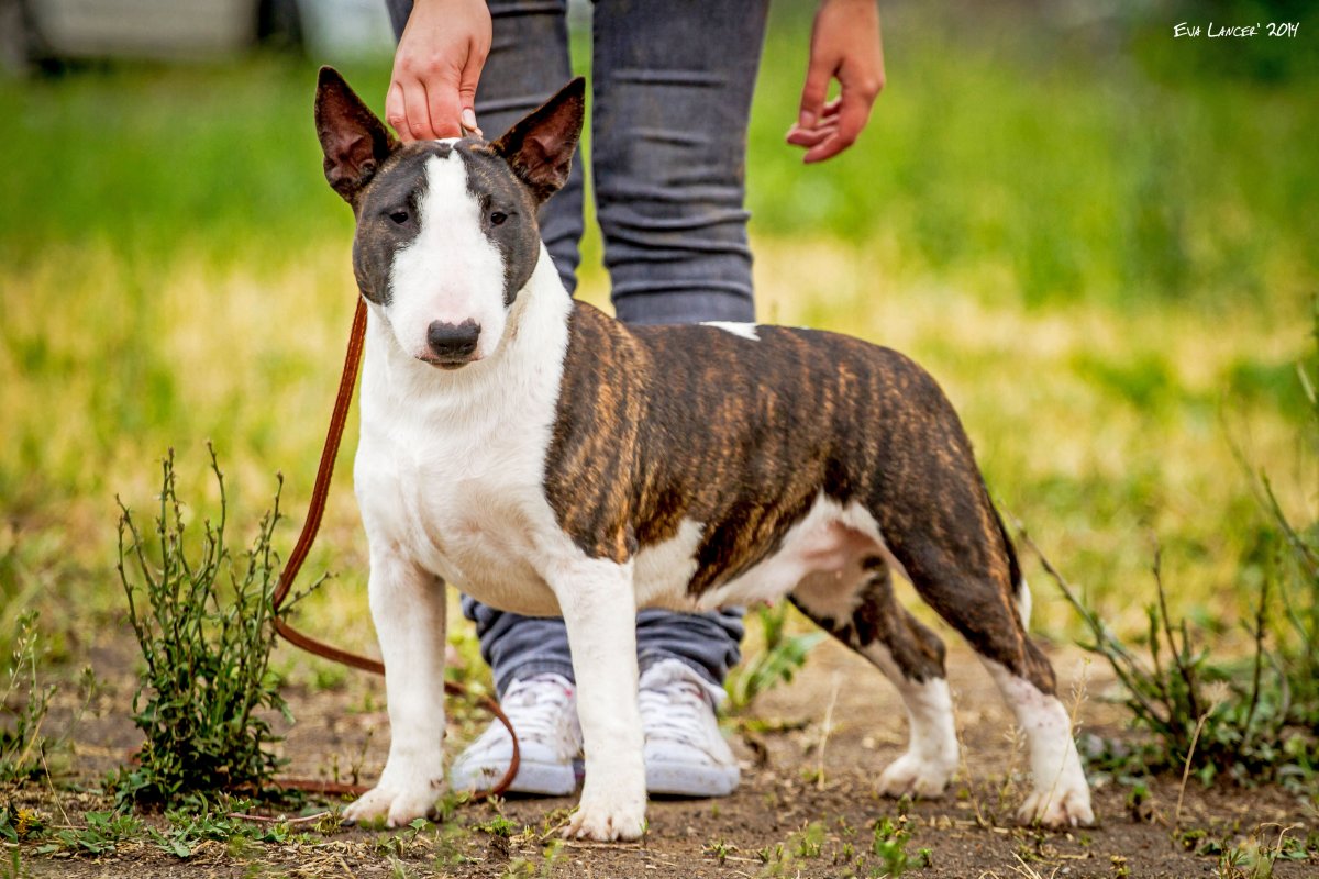 Миниатюрный бультерьер Мерль