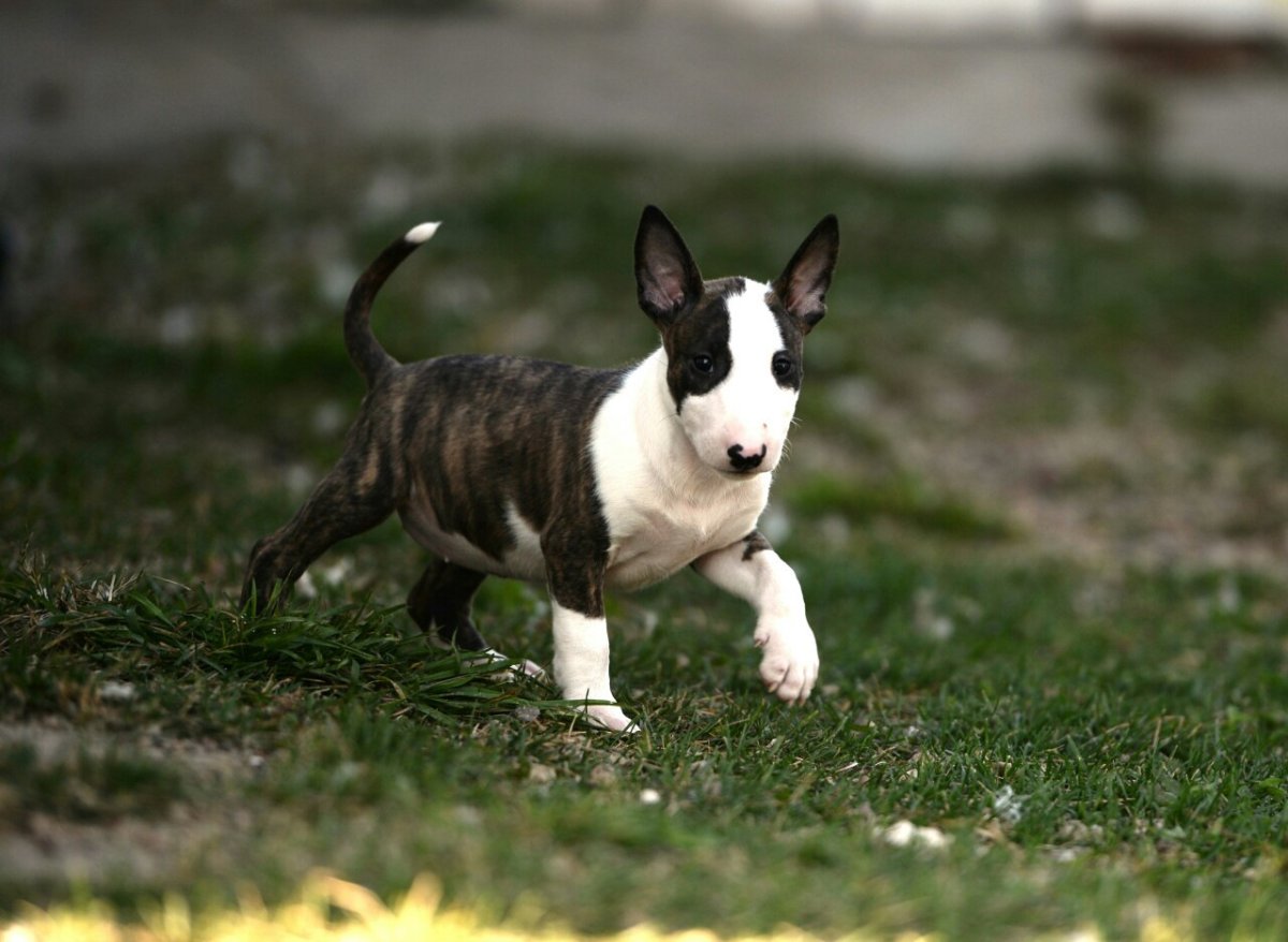 Мини бультерьер 4 месяца