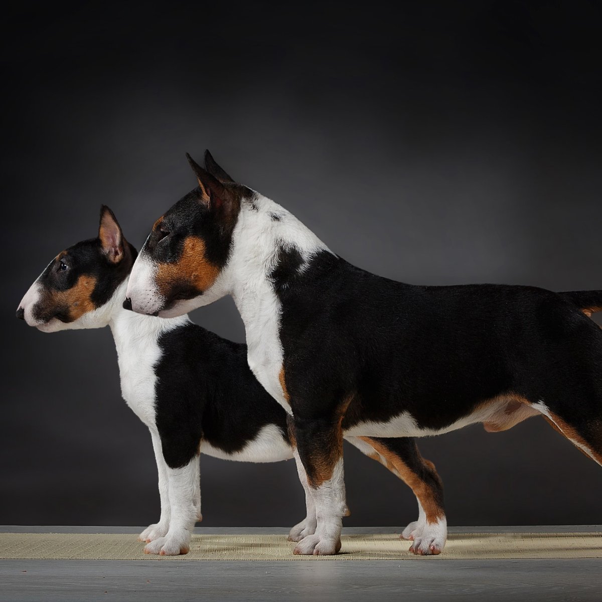 Миниатюрный бультерьер