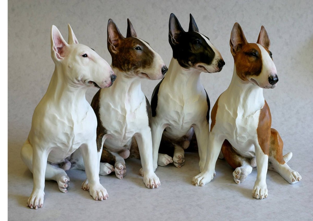 Окрасы миниатюрных бультерьеров