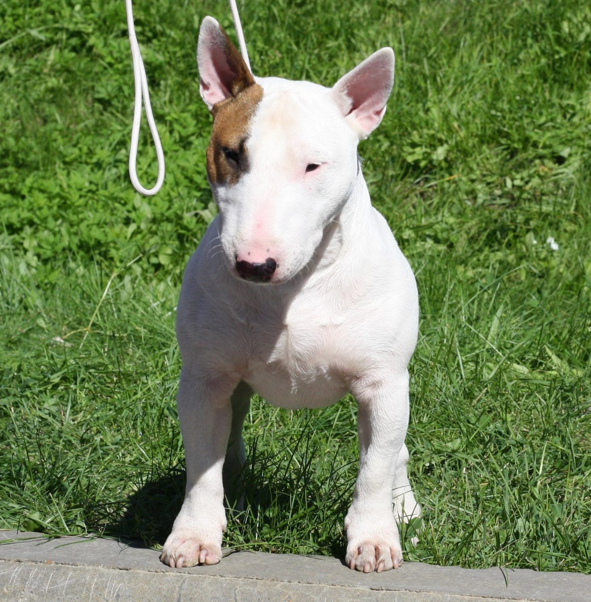 Мини бультерьер и стандартный бультерьер