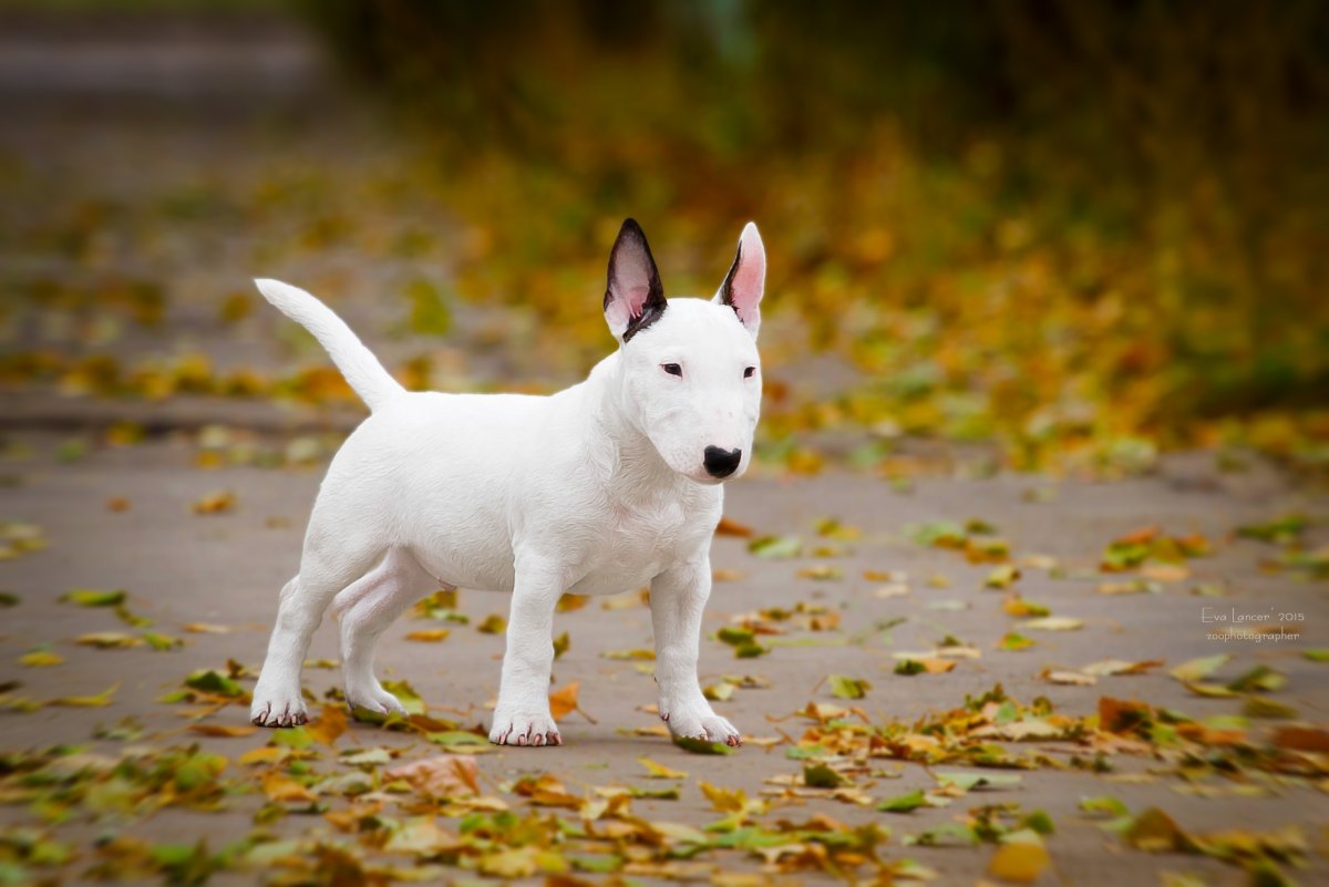 Миниатюрный бультерьер