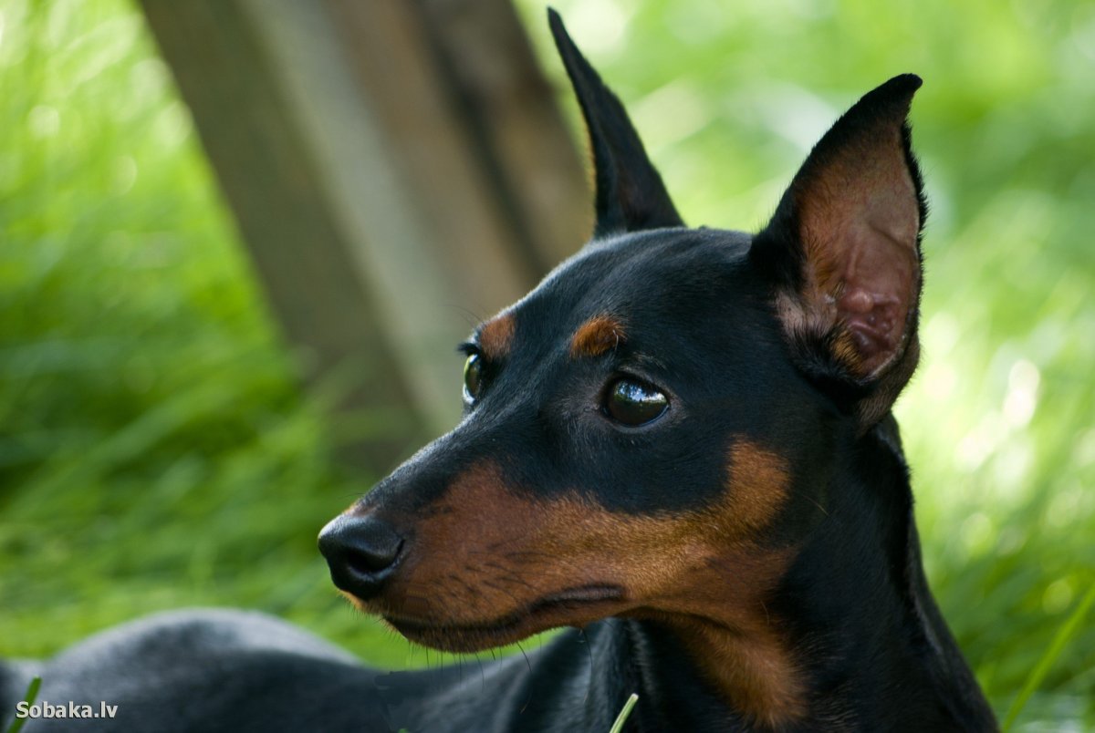 Карликовый пинчер Цвергпинчер