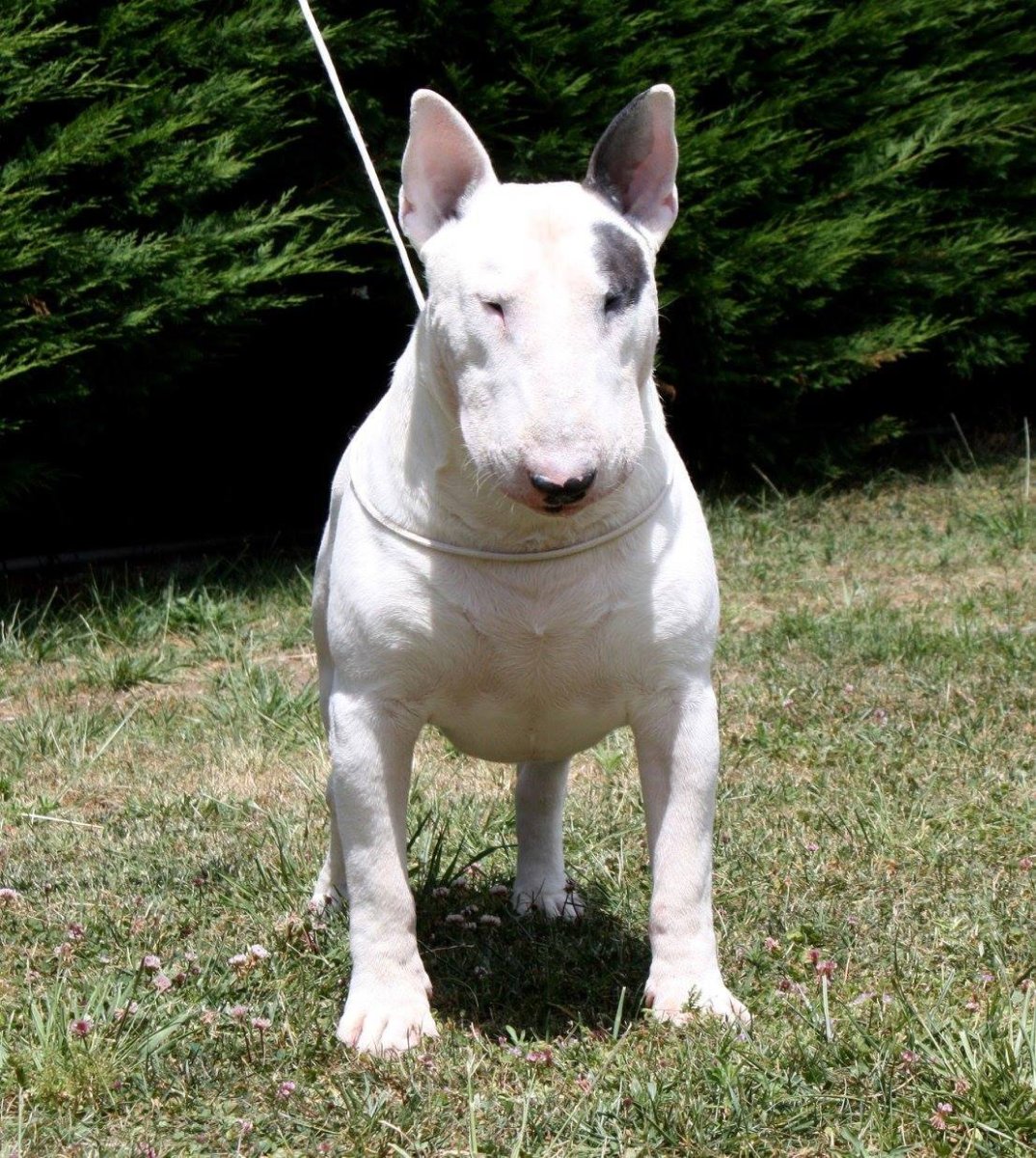 Бультерьер Хинкса