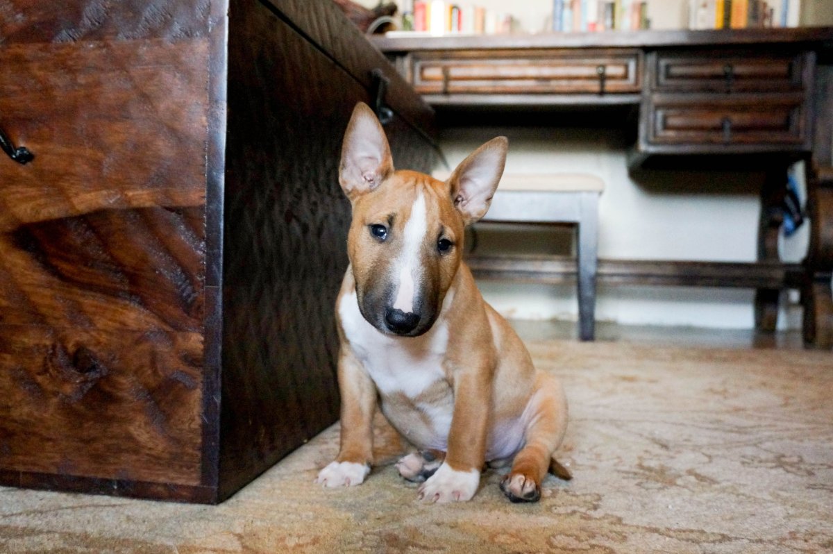 Мини бультерьер и Бигль