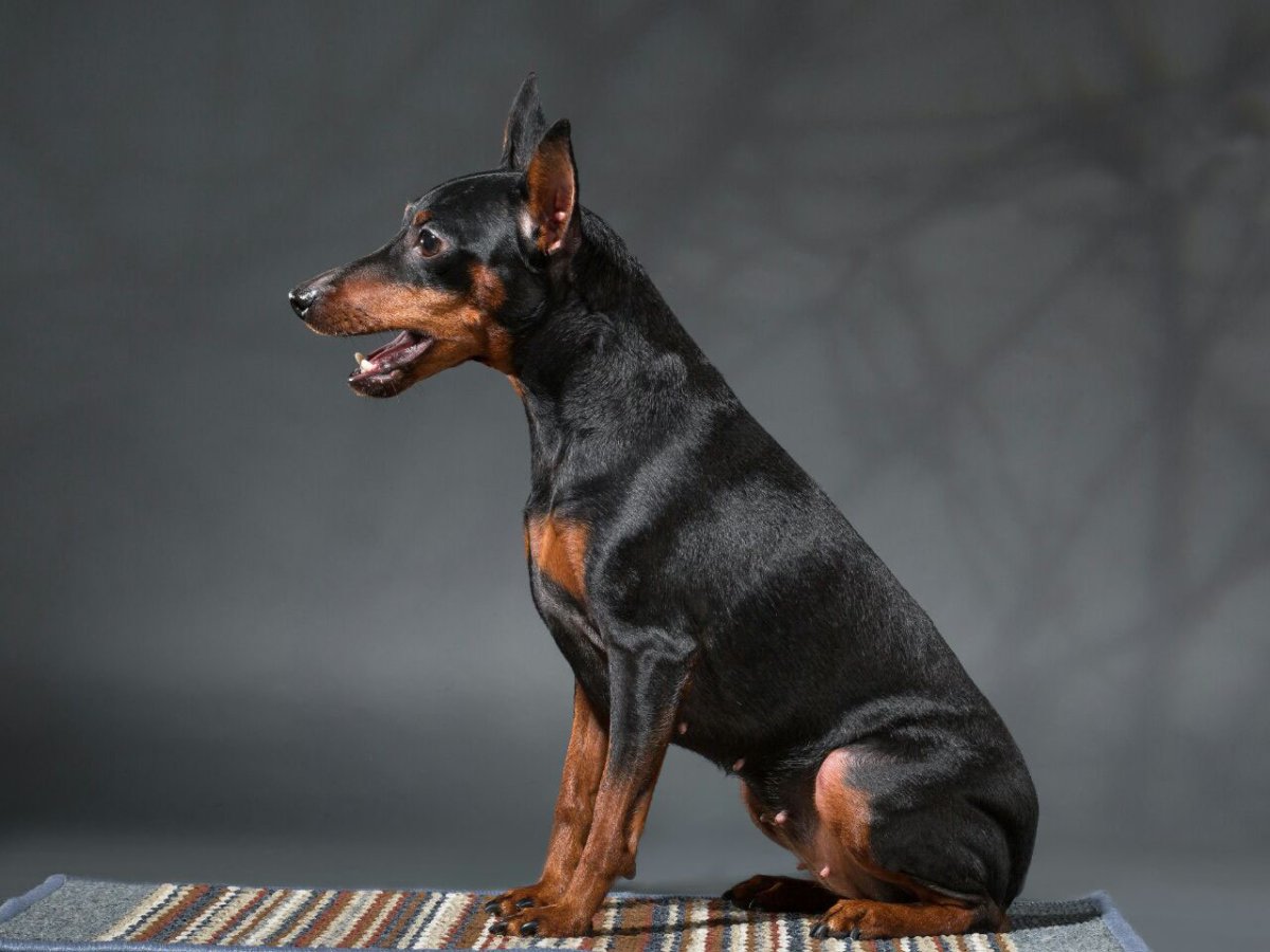 Мини Доберман некупированный
