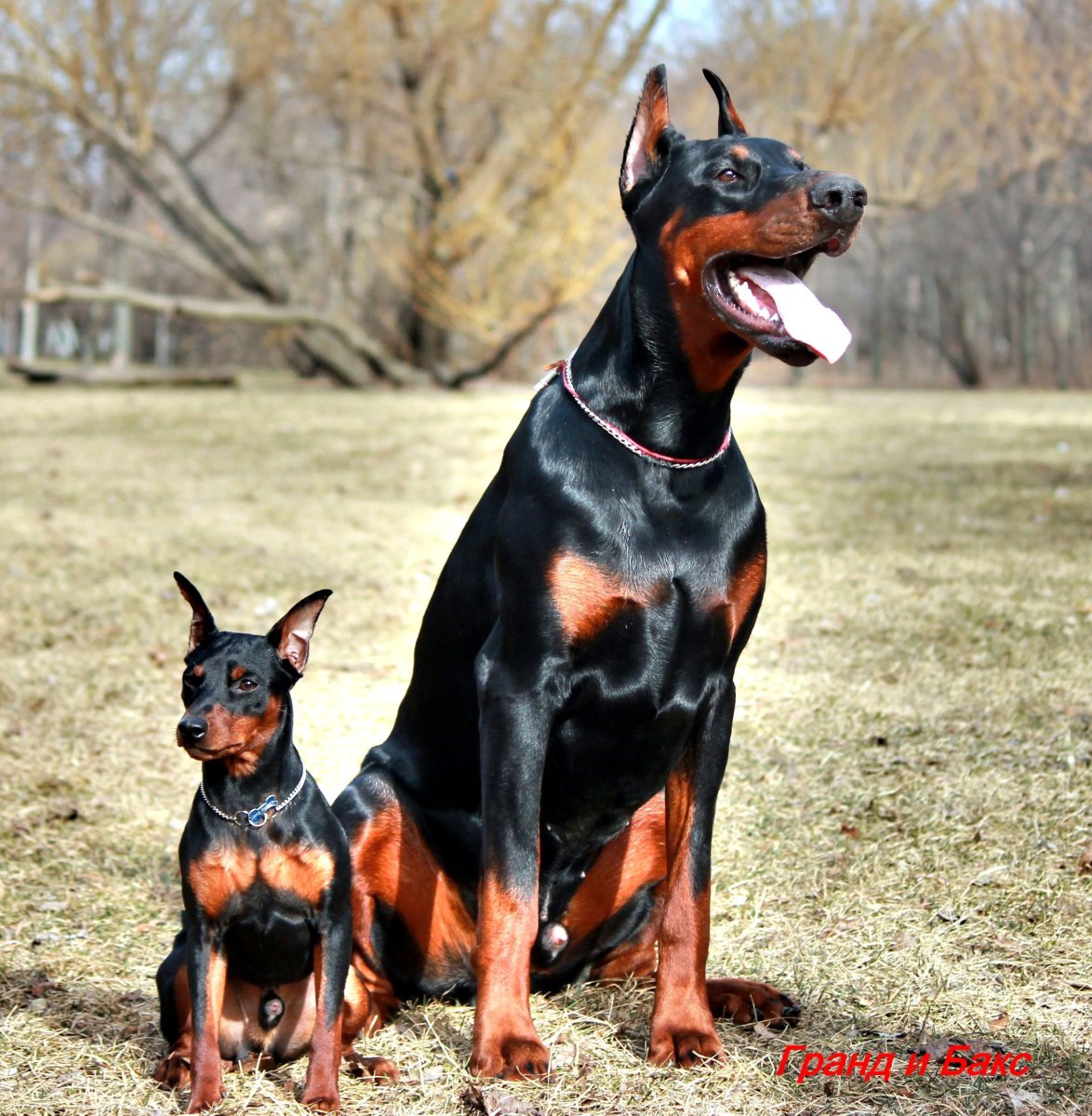 Цвергпинчер и Доберман