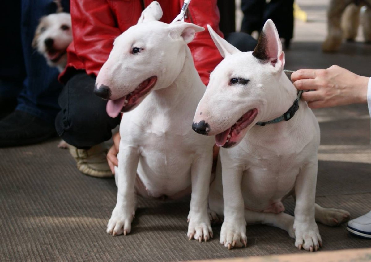 Минибуль и бультерьер