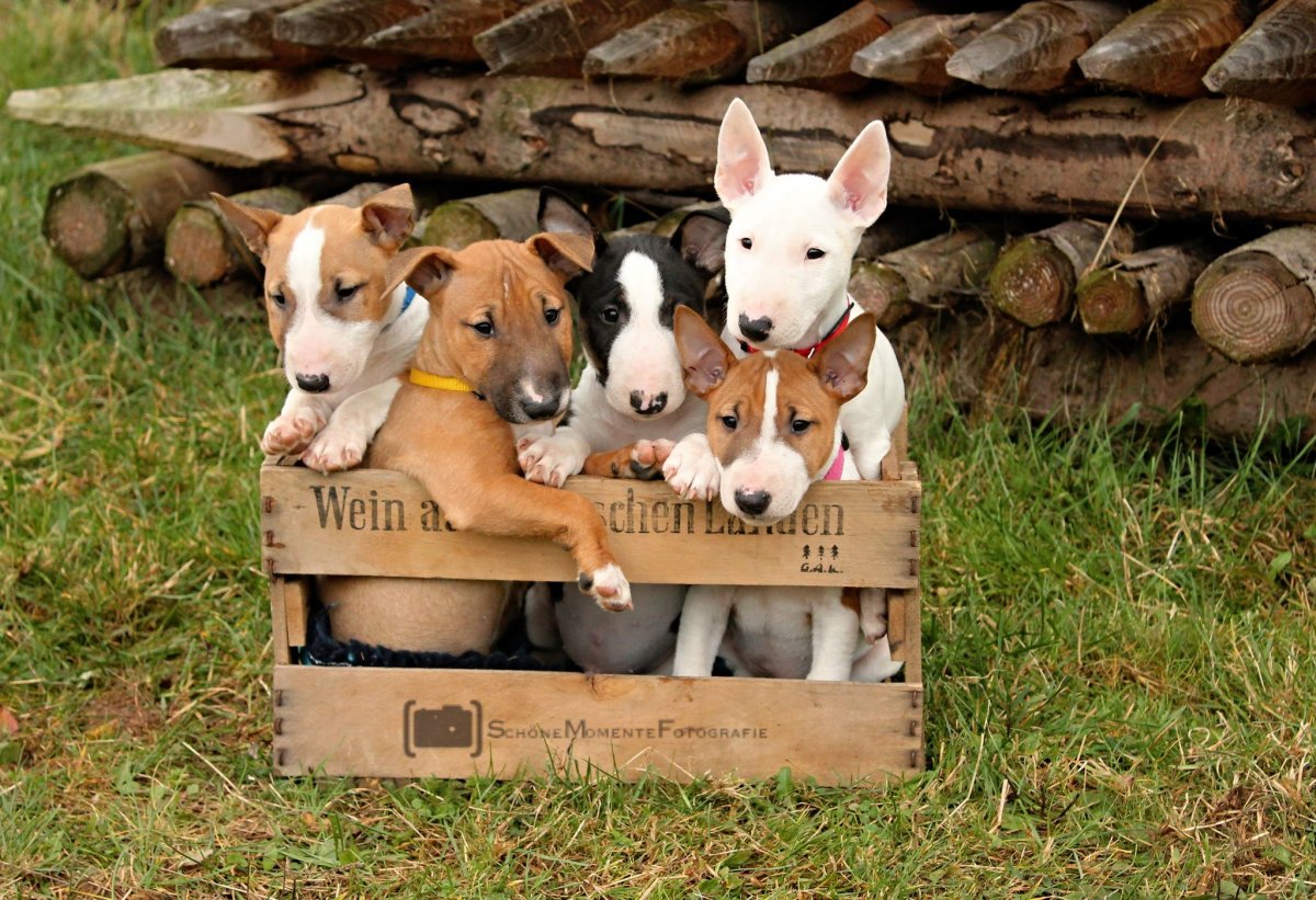 Супер мини бультерьер