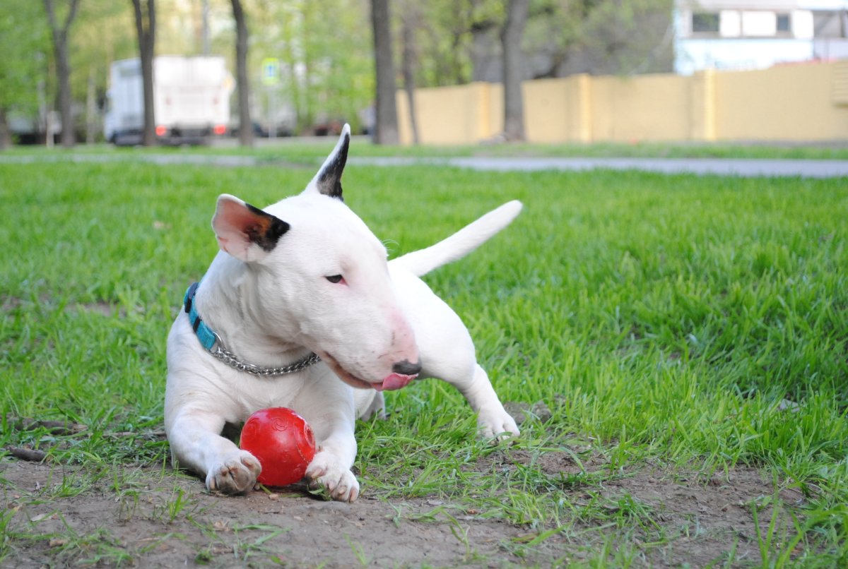 Мини бультерьер Котигорошко