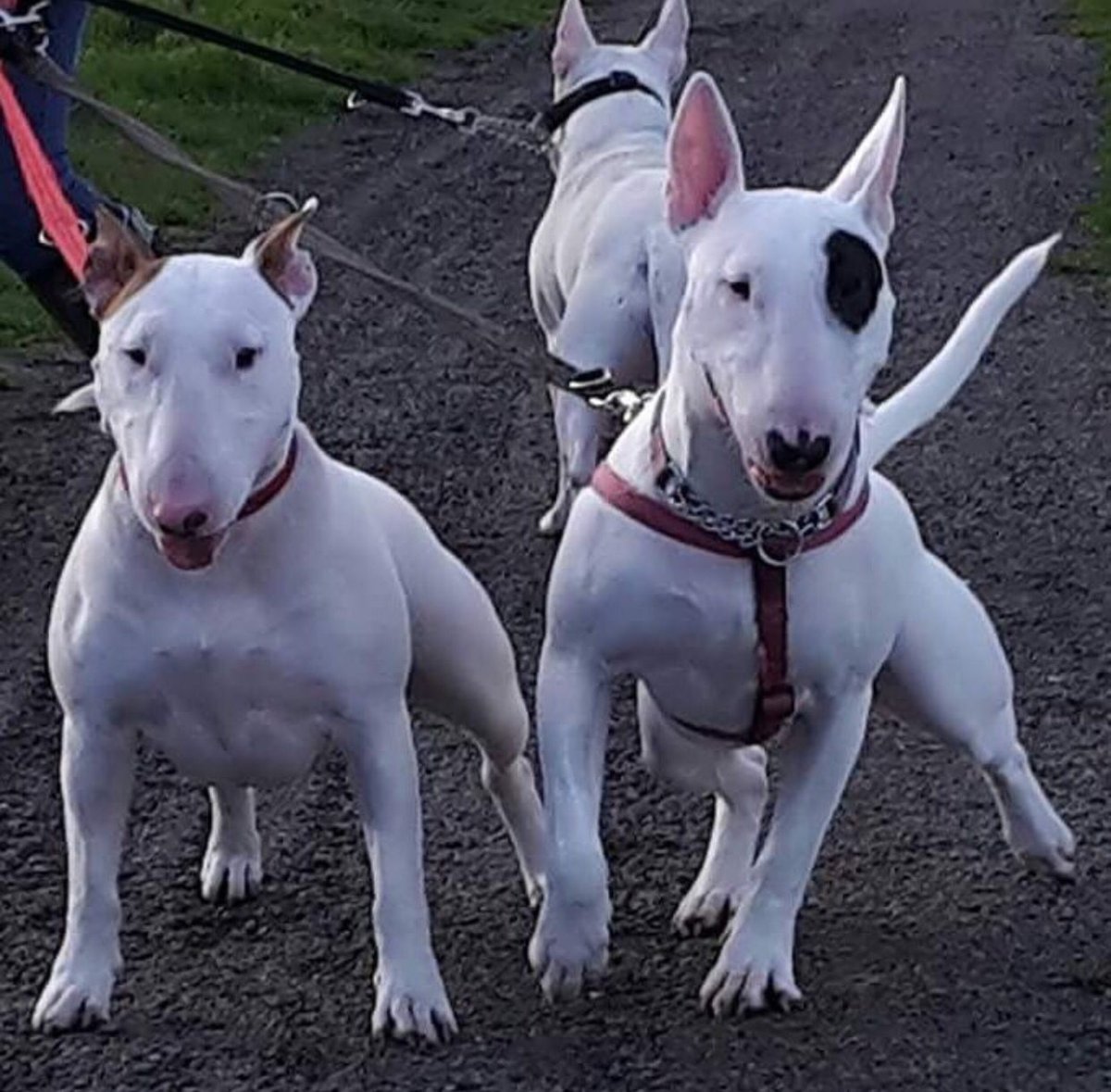 Мини бультерьер и питбуль