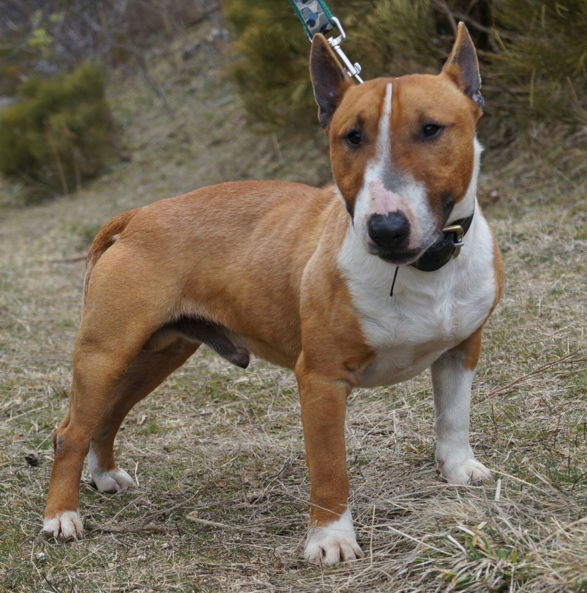 Бультерьер колли