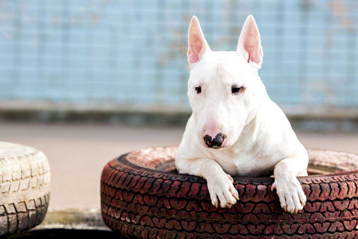 Миниатюрный бультерьер