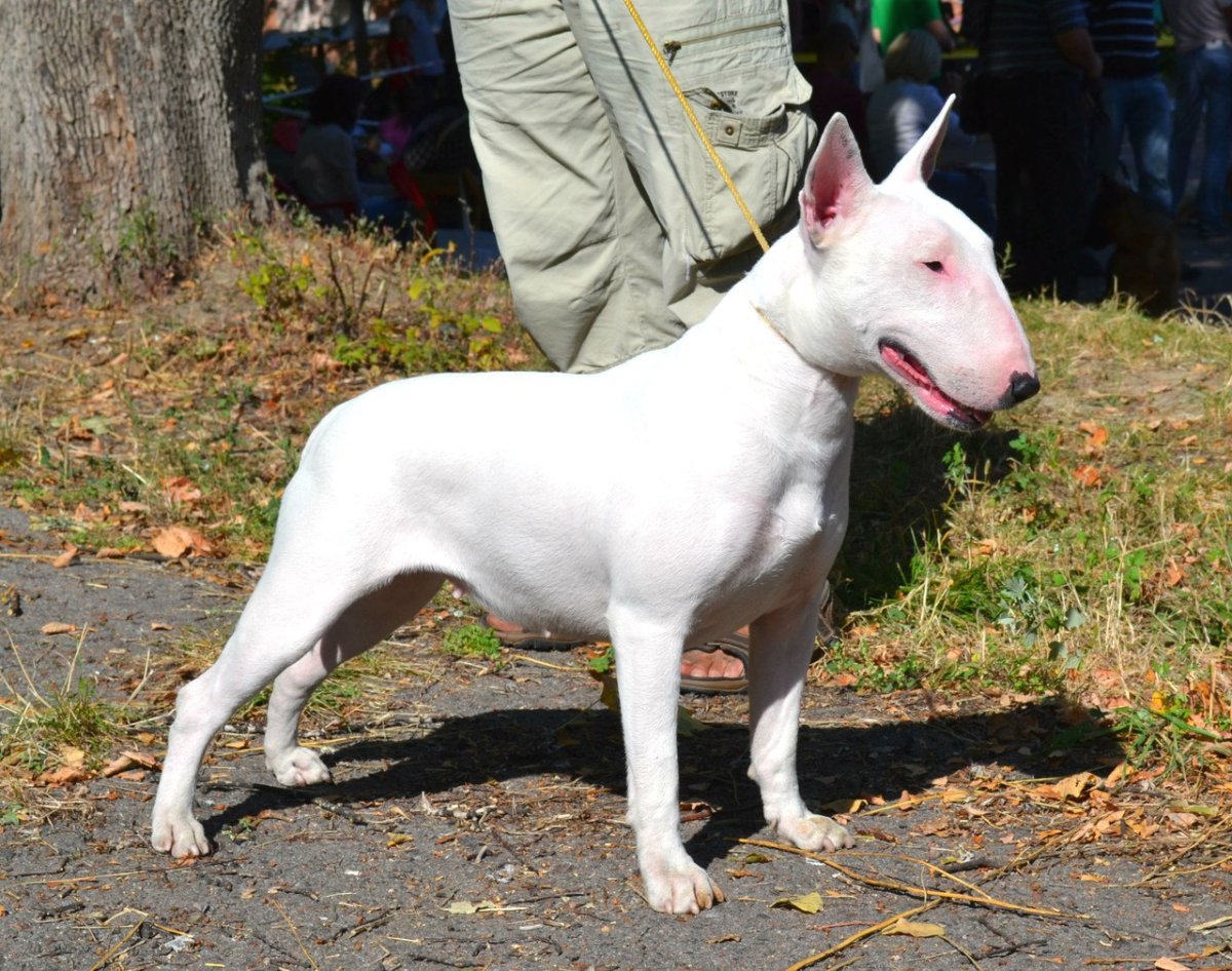 Бультерьер стандарт