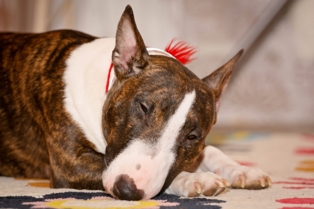 Минибуль 3 года