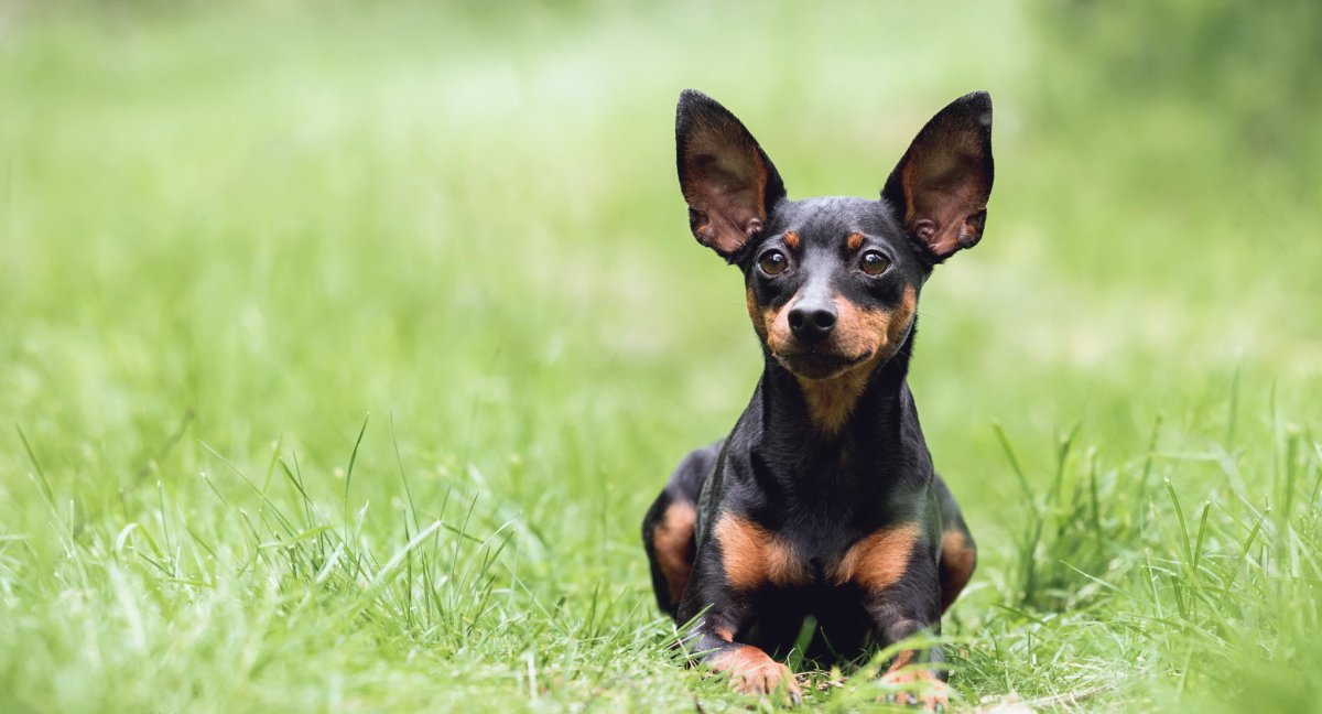 Пинчер терьер