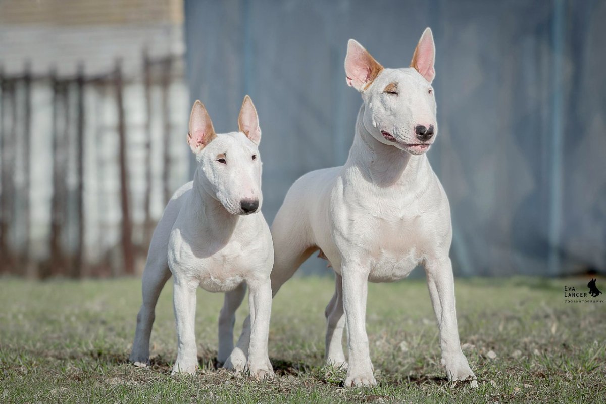 Бультерьер мини и стандарт